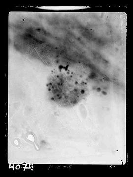Fotomicrografia - estômago de mosquito
