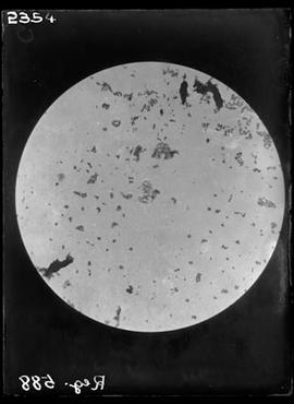 Fotomicrografia de bacilo de Hanseníase