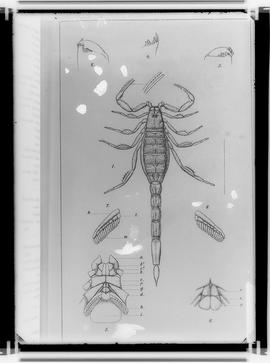 Reprodução de desenho de escorpião