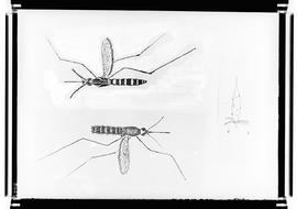 Reprodução de desenho de inseto