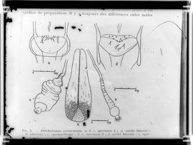 Reprodução de figura em publicação com a legenda: "Phlebotomus verrucarum" (Flebótomo)