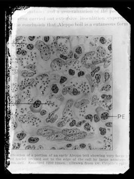 Reprodução de fotomicrografia em publicação