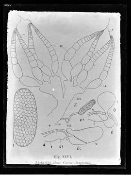 Reprodução de figura em publicação com a legenda: Liothrips oleae Costa: feminina