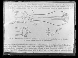 Reprodução de figura 6 em publicação com a seguinte legenda: "Phlebotomus cortelezzii, Bréth...
