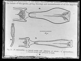 Reprodução de figura em publicação com a seguinte legenda: "Phlebotomus intermedius: a) bucc...