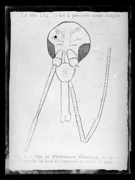 Reprodução de figura em publicação com a seguinte legenda: "Tête de Phlebotomus cortelezzi&q...