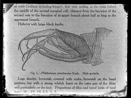 Reprodução de figura em publicação com a seguinte legenda: "Phlebotomus atroctavatus Knab. M...