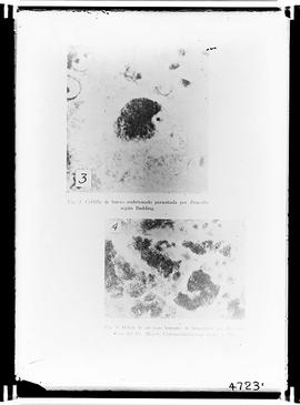Reprodução de fotomicrografias em publicação