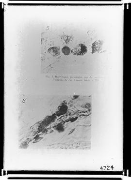 Reprodução de fotomicrografias em publicação