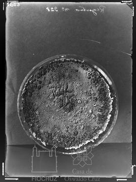Placa de petri com cultura - Trichophyton Violacium  (Fotografia solicitada por Olympio da Fonsec...