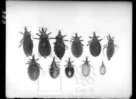 Estudos em Doença de Chagas - Triatomas dedetizados