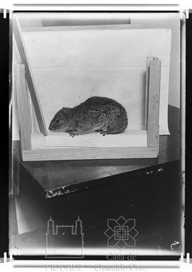 Rato (mocó)
