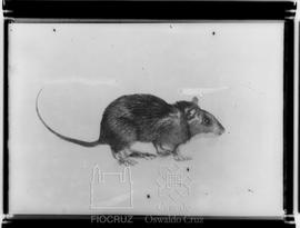 Pequeno roedor de laboratório com Malária