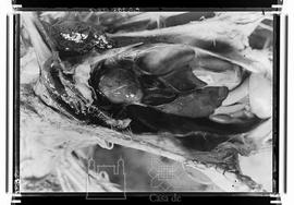 Peça anatômica - autópsia em animal