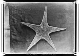 Equinodermo - Estrelas do mar
