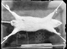Pequeno roedor de laboratório infectado