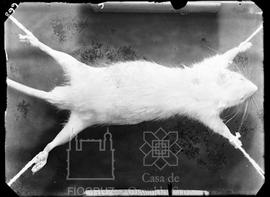 Pequeno roedor de laboratório infectado