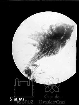 Fotomicrografia do ciclo evolutivo de um crustáceo