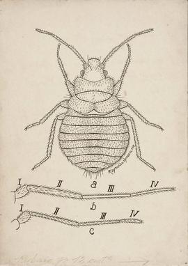 Face dorsal da fêmea e antena de Haematosiphon inodora (Dugès, 1892) (a e b) e antena de Cimex le...