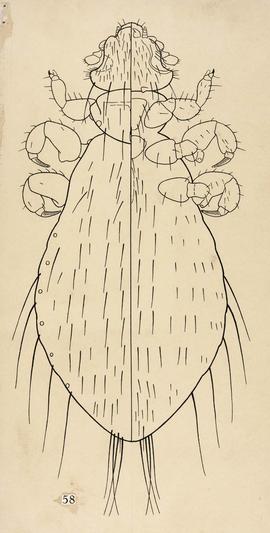 Gyropus limai Werneck, 1948