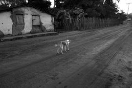 Cachorro em rua de São Miguel do Gostoso (RN)