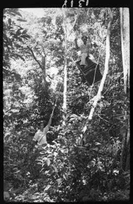 Auxiliares do Serviço de Febre Amarela colocando alçapões nas árvores