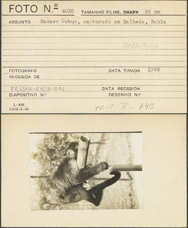 Macaco Cebus, capturado em Malhada (BA)