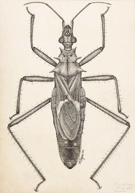 Zelurus armaticollis (Blanchard, 1852)