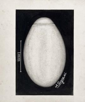 Ovo de Triatoma vitticeps (Stål, 1859)