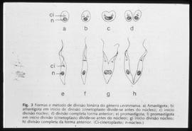 Formas e métodos de divisão binária do gênero Leishmania