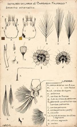 Chagasia fajardi (Lutz, 1904)
