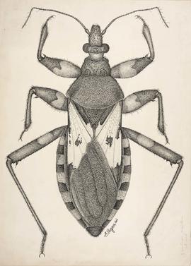 Microtomus conspicillaris (Drury, 1782)