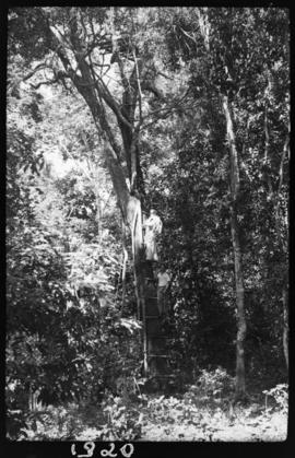 Vista de armadilhas colocadas em árvores