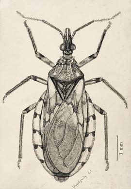 Triatoma sordida Stål, 1859