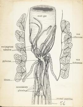Desenho esquemático da posição dos órgãos reprodutivos de um macho