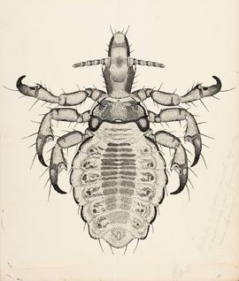 Haematopinus suis (Linnaeus, 1758), aspecto dorsal do macho