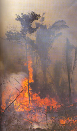 As Queimada da Amazônia (The fires of the Amazon)
