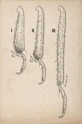 Ornithocoris toledoi Pinto, 1927