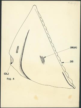Anatomia de cracas - Fig 4 - Scutum