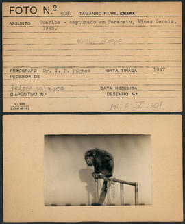 Guariba capturado em Paracatu (MG)
