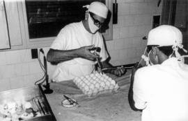 Fabricação de vacina Anti-variólica em ovo. Rio de Janeiro.