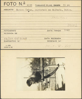 Macaco Cebus, capturado em Malhada (BA)