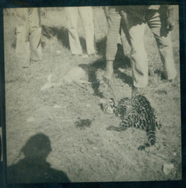 Gato do mato capturado em armadilha. Salobra, Mato Grosso.