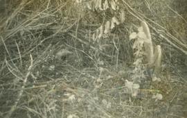 Ninho de coelho em meio à vegetação no Sítio Ameixa