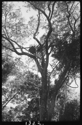 Vista de armadilhas colocadas em árvores