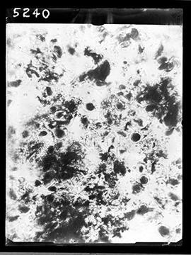Fotomicrografia de corte histológico