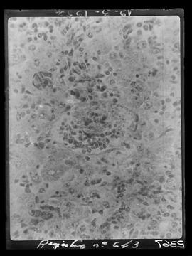 Fotomicrografia - cortes histológicos