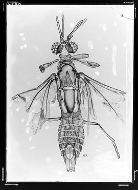Reprodução de desenho de inseto