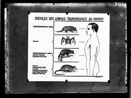 Reprodução de quadro de doença dos animais transmissíveis ao homem (Fotografia solicitada por Ces...