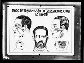 Reprodução do quadro do modo de transmissão do Tripanosoma cruzi ao homem ((Fotografia solicitada...